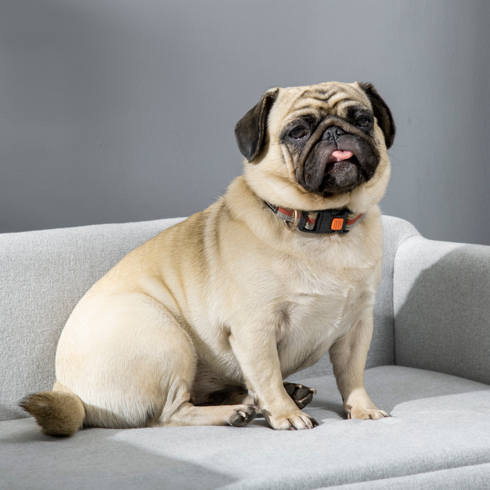 Hundesofa Hundebett Hundecouch aus Samt mit Rückenlehne, Holzbeine, Katzensofa für mittle Hunde 82 x 54 x 36 cm Hellgrau