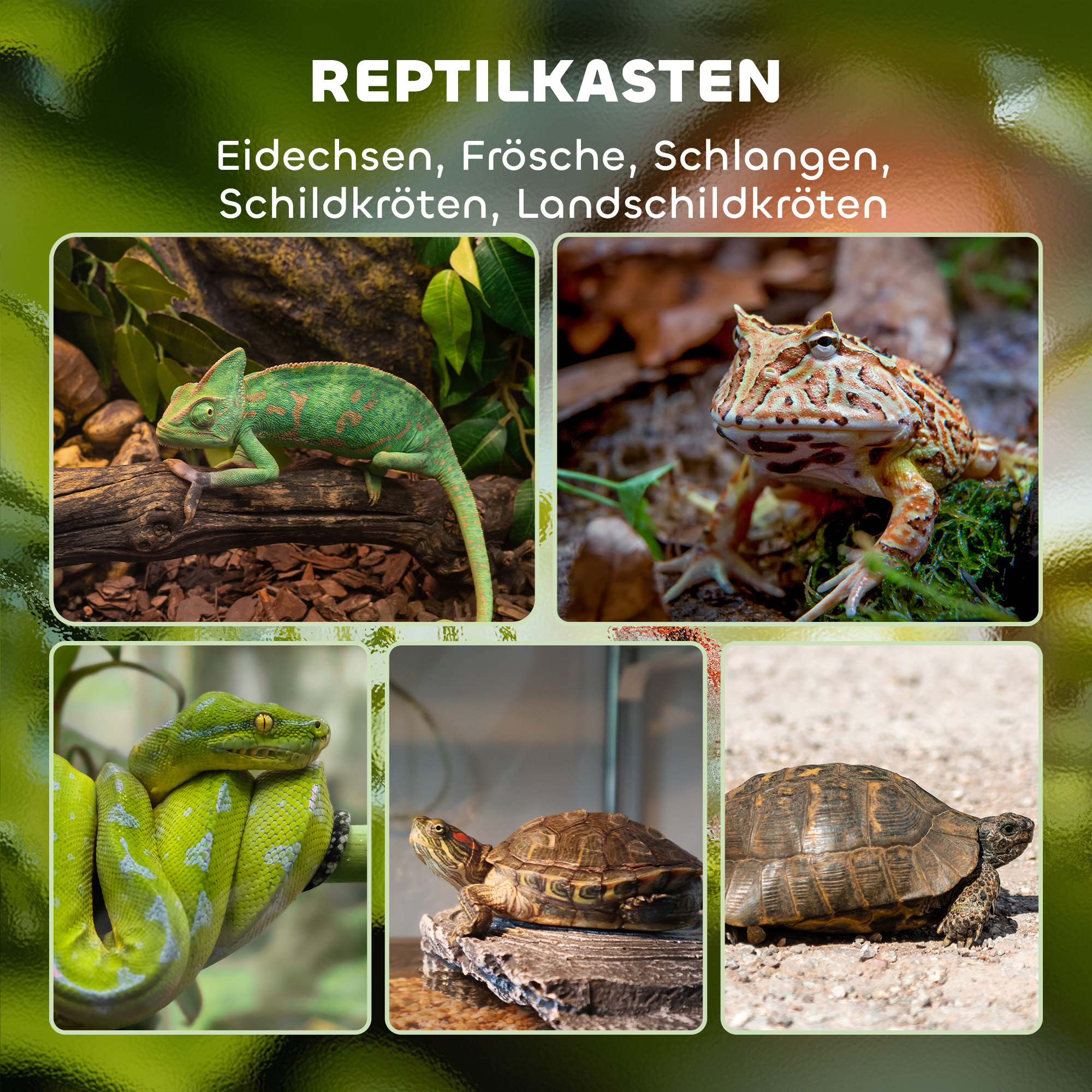 Terrarium, Glasgehäuse, verriegelbar, Kabelmanagement, 45x45x60cm, Schwarz